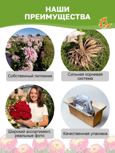 Георгин Мелоди Хармони (низкорослый)  