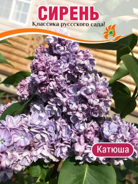 Сирень Катюша (обыкновенная) саженцы 