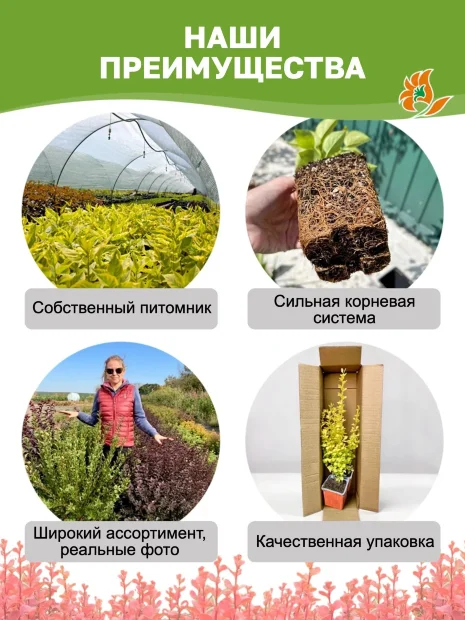 Барбарис Ред Пиллар (Тунберга) саженцы 