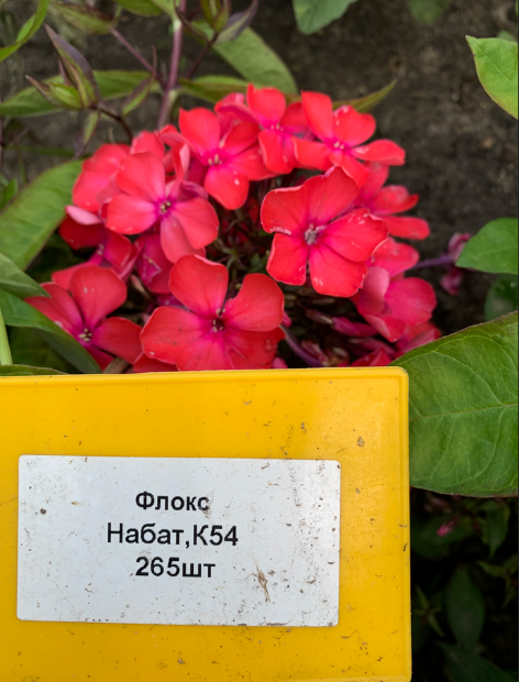 Флокс Набат (Р9)