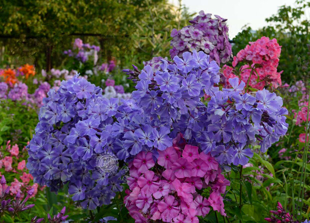 Флокс Голубые Кристаллы