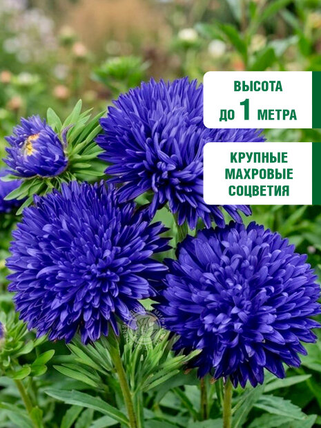Астра королевский размер Синяя семена