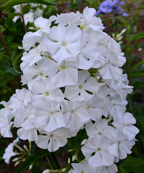 Флокс Лайнер (Р9)