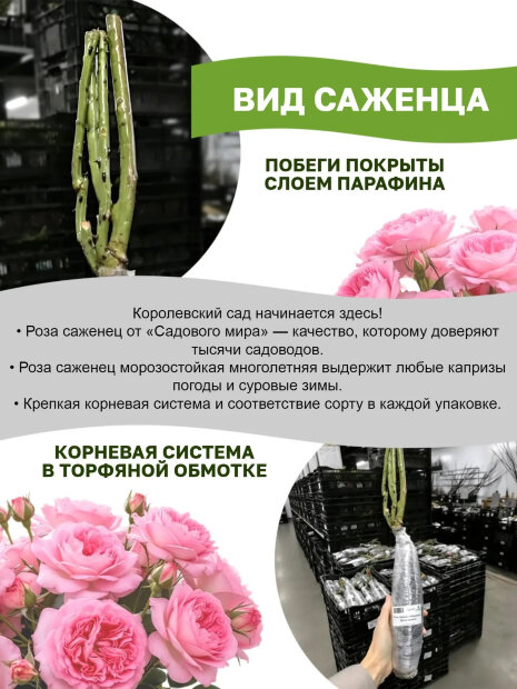 Роза Кейра 