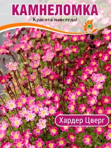 Камнеломка Хардер Цверг, Арендса Камнеломка Хардер Цверг, Арендса