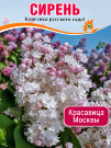Сирень Красавица Москвы (обыкновенная)