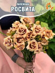 Лилейник Росвита