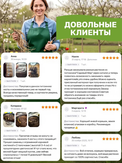 Хоста Полз Глори 