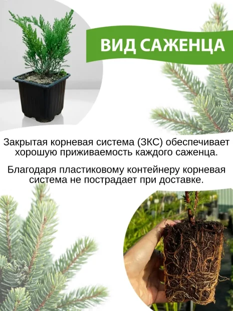 Лиственница Кемпфера 