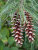 Сосна Веймутова