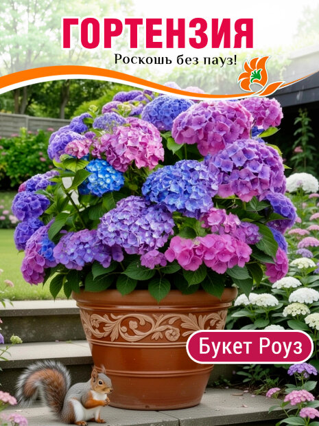 Гортензия Букет Роуз (крупнолистная) саженцы 