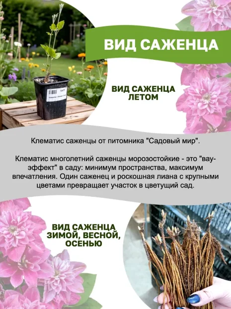 Клематис Солидарность (крупноцветковый) саженцы 