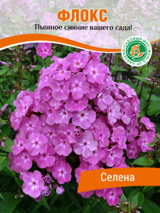 Флокс Селена Флокс Селена