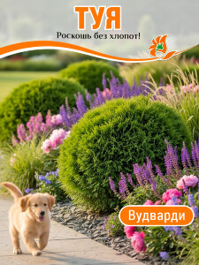 Туя Вудварди (западная) Туя Вудварди (западная)