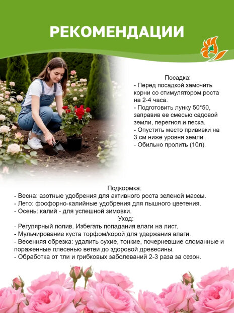 Роза Гектор 