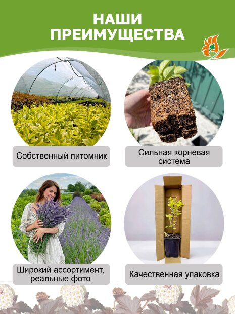 Пузыреплодник Дартс Голд (калинолистный) саженцы 