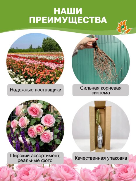 Роза Шампань Рококо