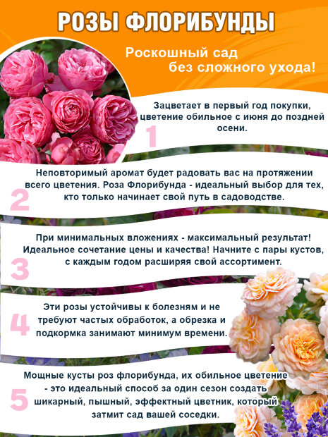 Роза Шампань Рококо
