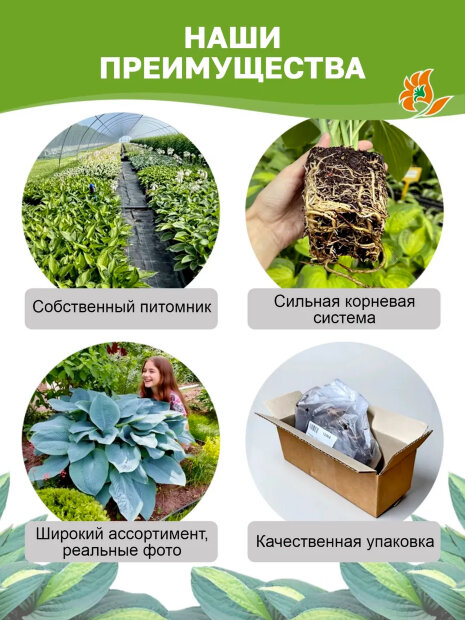 Хоста Лейксайд Банана Бэй