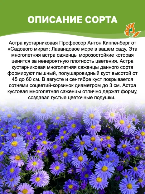 Астра Профессор Антон Киппенберг (кустарниковая)