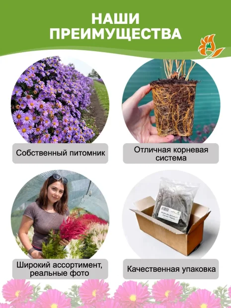 Астра Профессор Антон Киппенберг (кустарниковая)