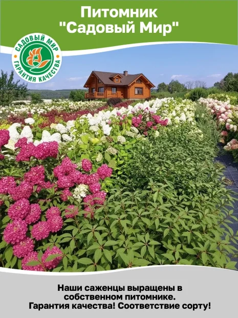 Астра Профессор Антон Киппенберг (кустарниковая)