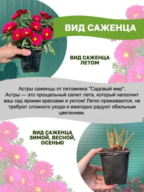 Астра Профессор Антон Киппенберг (кустарниковая)