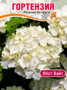 Гортензия Фёст Вайт (крупнолистная)