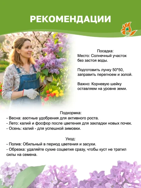 Сирень Жди Меня (обыкновенная) саженцы 