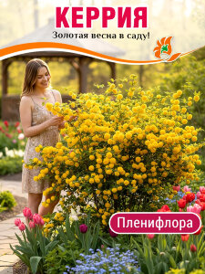 Керрия Пленифлора (японская) Керрия Пленифлора (японская)