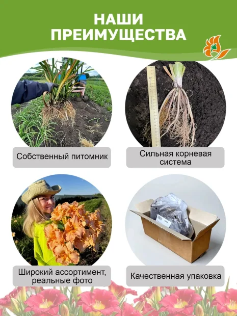 Лилейник Бреф оф Фреш Эйр