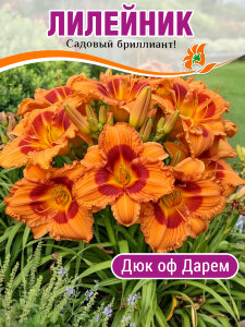 Лилейник Дюк оф Дарем