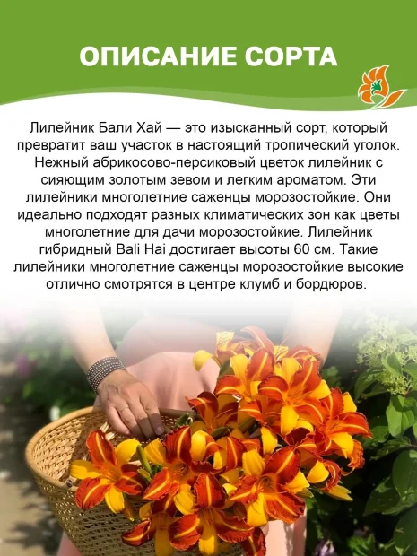 Лилейник Бали Хай
