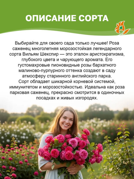 Роза Вильям Шекспир 