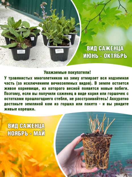 Котовник Кит Кэт, Фассена