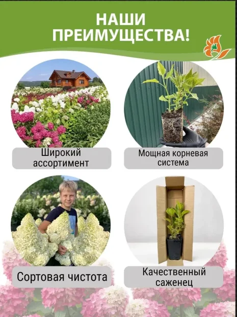 Гортензия Пастель Грин (метельчатая)  саженцы 