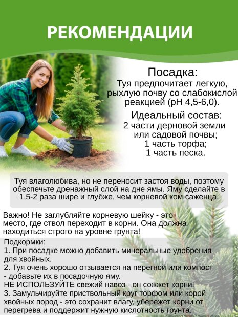 Туя Голден Смарагд (западная)