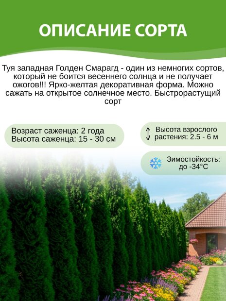 Туя Голден Смарагд (западная)