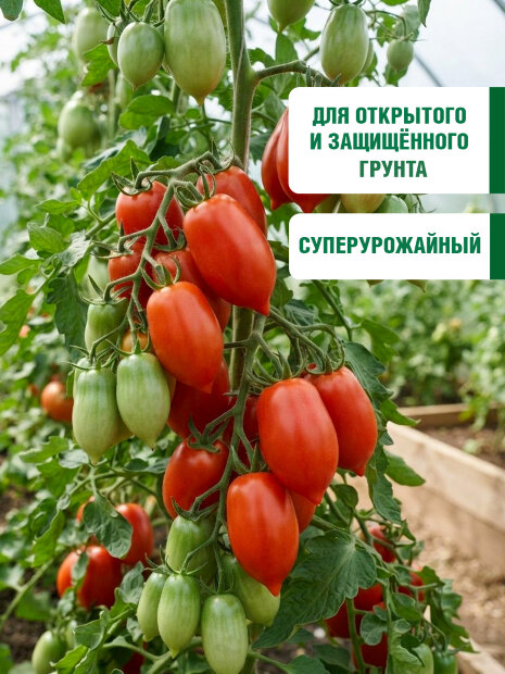 Томат Стерлядь F1 семена 