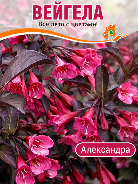 Вейгела Александра (флорида) саженцы 